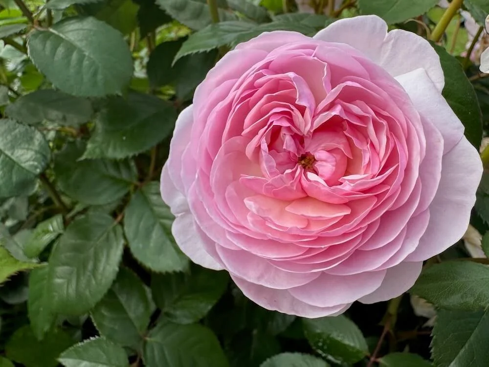 Rosa 'Olivia Rose Austin' (Olivia Rose Austin English Rose